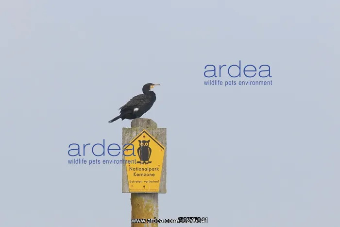 : Cormorant. Great cormorant - bird resting on a post - Germany : Cormorant. Great cormorant - bird resting on a post - Germany