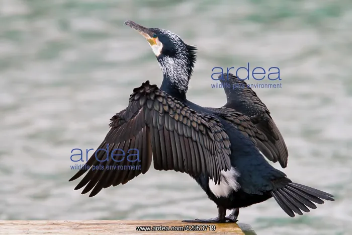 : Cormorant - adult drying its wings : Cormorant - adult drying its wings