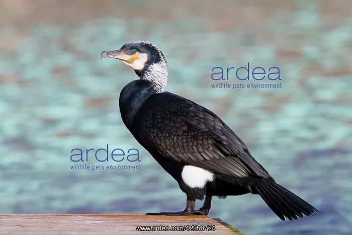  : Cormorant - adult perching on jetty