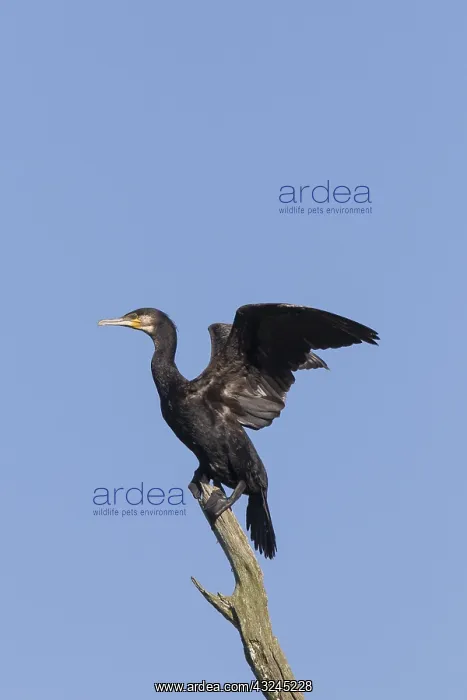 : Cormorant - bird resting on dead tree - Nature : Cormorant - bird resting on dead tree - Nature