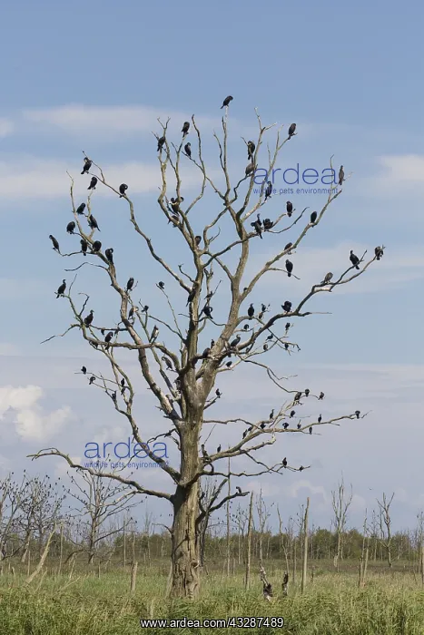 : Cormorant - birds resting on dead tree - Nature : Cormorant - birds resting on dead tree - Nature