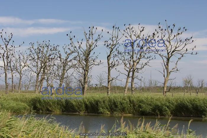 : Cormorant - birds resting on dead tree - Nature : Cormorant - birds resting on dead tree - Nature