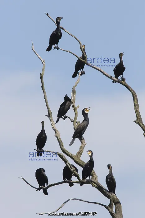: Cormorant - birds resting on dead tree - Nature : Cormorant - birds resting on dead tree - Nature