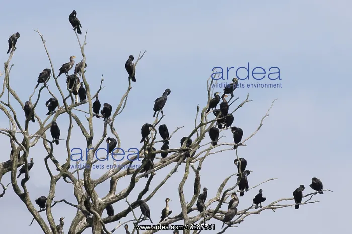: Cormorant - birds resting on dead tree - Nature : Cormorant - birds resting on dead tree - Nature