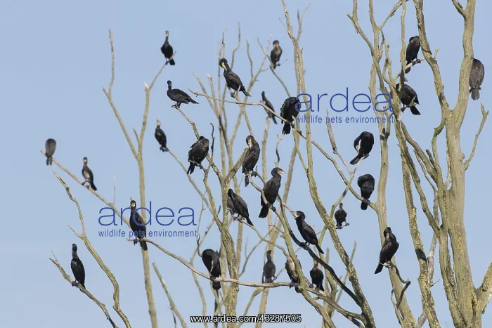 : Cormorant - birds resting on dead tree - Nature : Cormorant - birds resting on dead tree - Nature