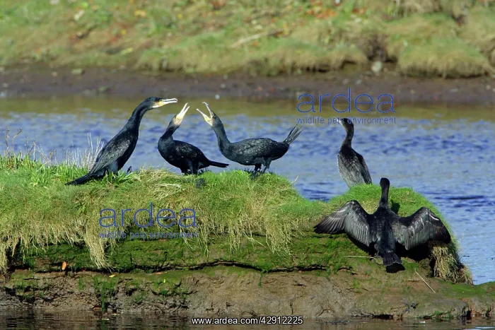 : Cormorant - birds squabbling on island in river, River Aln : Cormorant - birds squabbling on island in river, River Aln