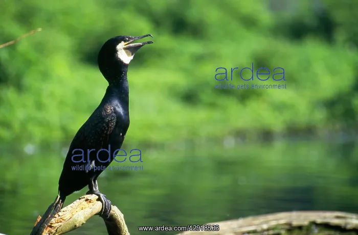 : CORMORANT - on branch, beak open : CORMORANT - on branch, beak open