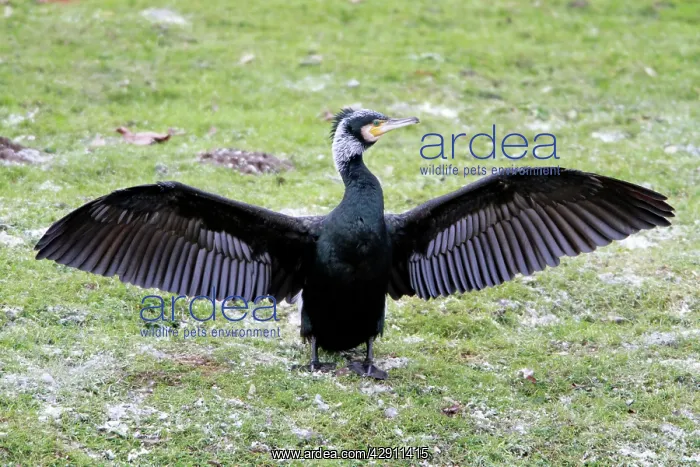 : Cormorant - in breeding plumage stretching and : Cormorant - in breeding plumage stretching and