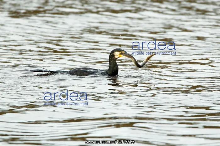 : Cormorant - with caught Lamprey (Lampetra fluvialis) : Cormorant - with caught Lamprey (Lampetra fluvialis)