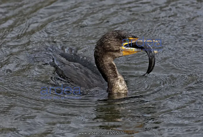 : Cormorant eats catfish : Cormorant eats catfish
