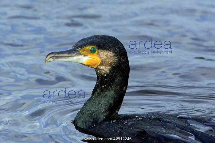 : Cormorant - fishing in river, River Aln : Cormorant - fishing in river, River Aln