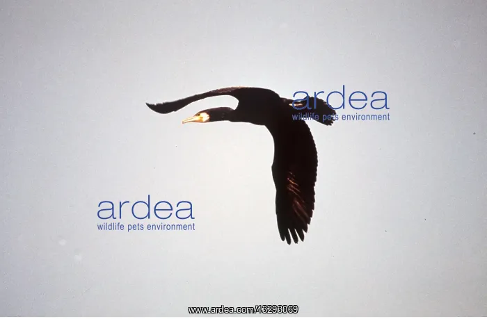  : CORMORANT - IN FLIGHT