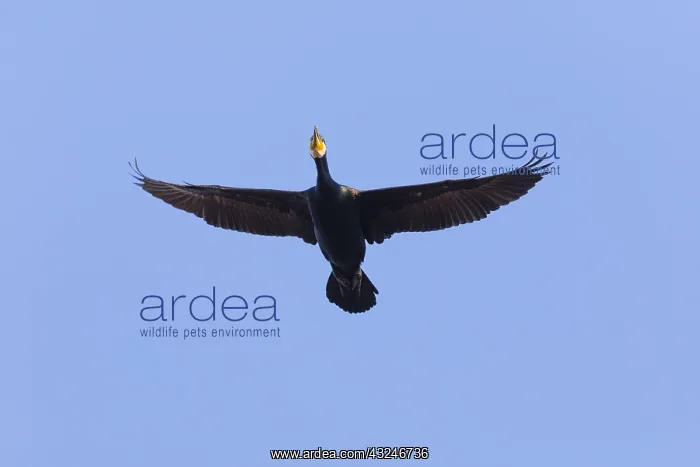: Cormorant - in flight, Island of Texel, Holland : Cormorant - in flight, Island of Texel, Holland