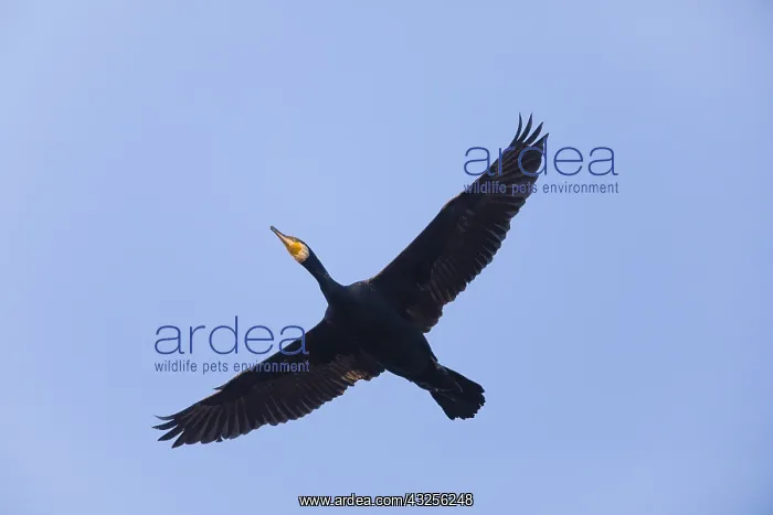 : Cormorant - in flight, Island of Texel, Holland : Cormorant - in flight, Island of Texel, Holland