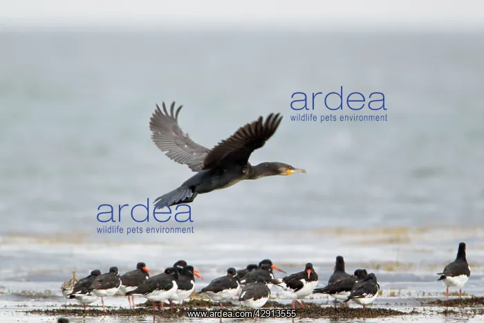 : Cormorant - in flight over Oystercatchers : Cormorant - in flight over Oystercatchers
