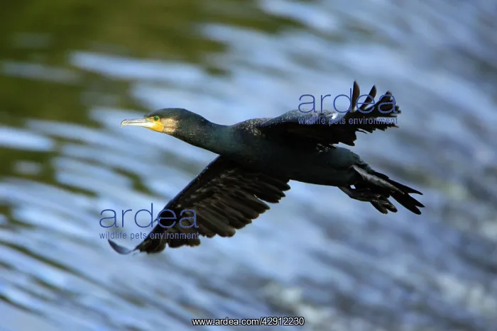 : Cormorant - in flight over river, River Aln : Cormorant - in flight over river, River Aln