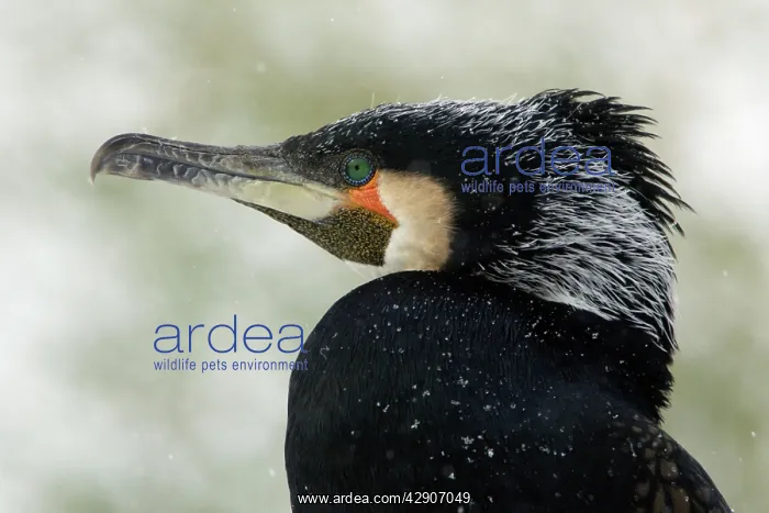 : Cormorant - male showing breeding plumage, april snow shower : Cormorant - male showing breeding plumage, april snow shower