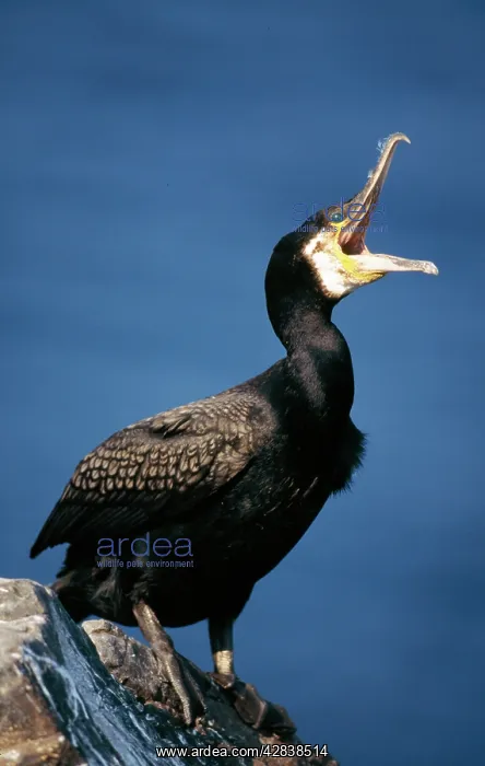 : CORMORANT - Pants with beak open : CORMORANT - Pants with beak open
