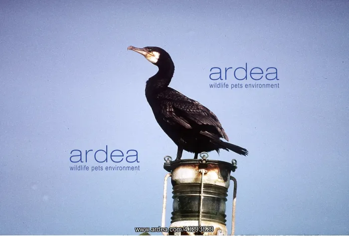 : CORMORANT - on perch : CORMORANT - on perch