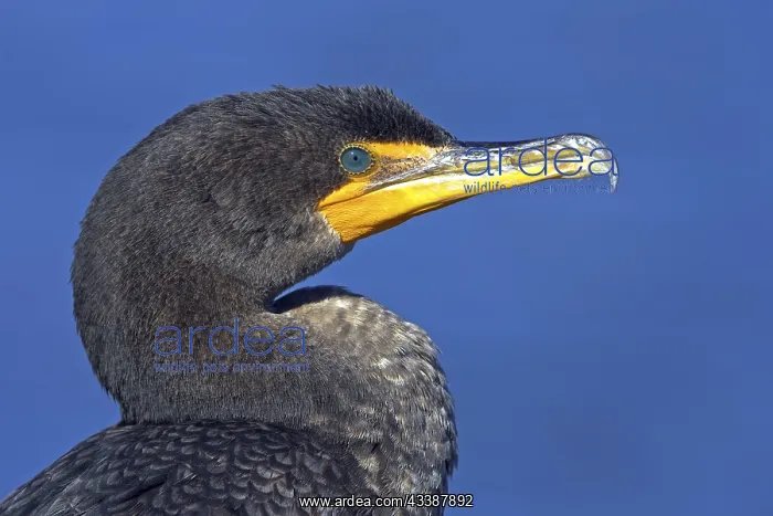 : Cormorant, (Phalacrocorax auritus), family of cormorants : Cormorant, (Phalacrocorax auritus), family of cormorants