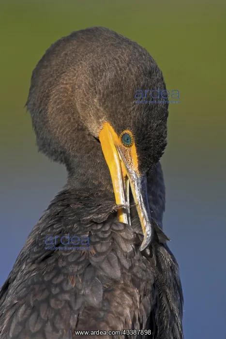 : Cormorant, (Phalacrocorax auritus), family of cormorants : Cormorant, (Phalacrocorax auritus), family of cormorants