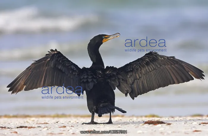 : Cormorant, (Phalacrocorax auritus), family of cormorants : Cormorant, (Phalacrocorax auritus), family of cormorants