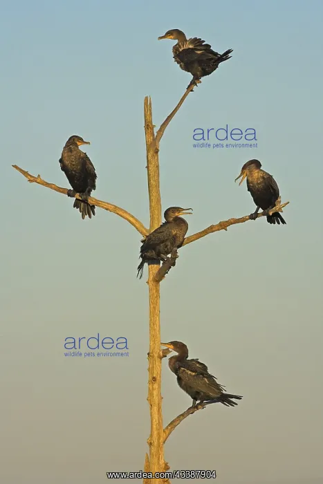 : Cormorant, (Phalacrocorax auritus), family of cormorants : Cormorant, (Phalacrocorax auritus), family of cormorants