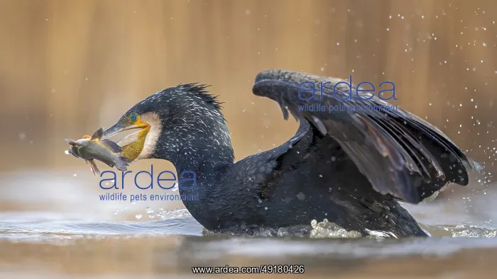 : Cormorant (Phalacrocorax carbo) with catfish as prey : Cormorant (Phalacrocorax carbo) with catfish as prey