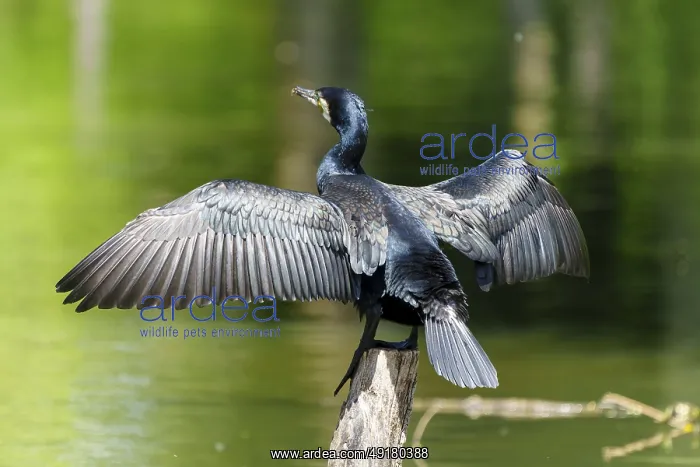: Cormorant, (Phalacrocorax carbo), wildlife, France : Cormorant, (Phalacrocorax carbo), wildlife, France