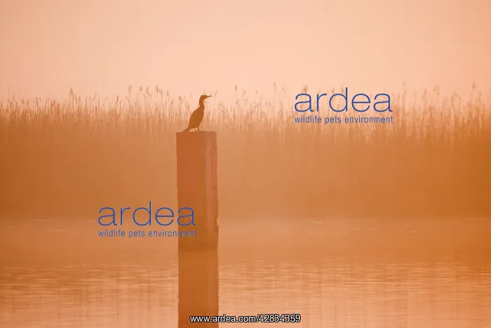 : Cormorant - On post in misty sunrise with reedbed behind : Cormorant - On post in misty sunrise with reedbed behind