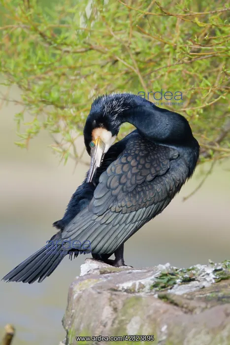 : Cormorant - preening : Cormorant - preening
