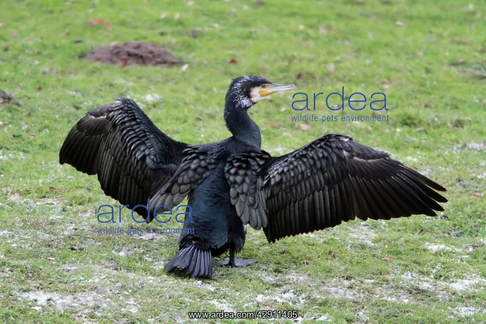 : Cormorant - resting on river bank stretching and : Cormorant - resting on river bank stretching and
