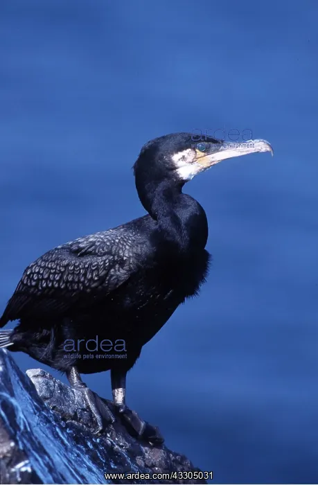 : CORMORANT - ON ROCK : CORMORANT - ON ROCK