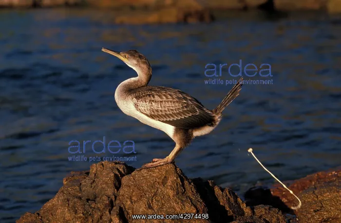 : Cormorant - on a rock in front of the sea ejecting : Cormorant - on a rock in front of the sea ejecting