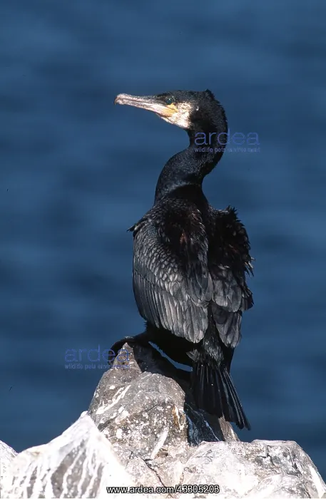 : CORMORANT - on rock by water : CORMORANT - on rock by water