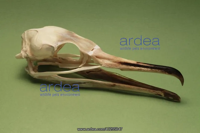 : Cormorant Skull : Cormorant Skull