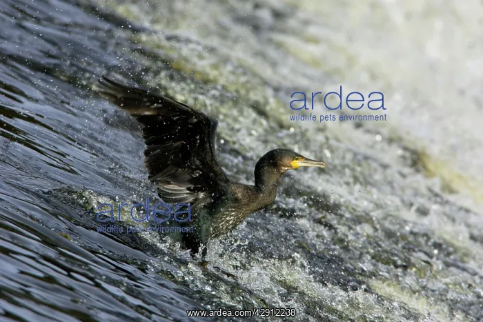 : Cormorant - sliding down River Weir : Cormorant - sliding down River Weir