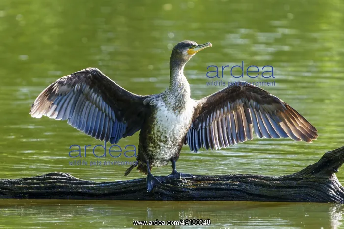 : Cormorant with spread wings on a tree trunk against a green background : Cormorant with spread wings on a tree trunk against a green background
