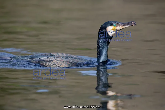 : Cormorant - in water : Cormorant - in water