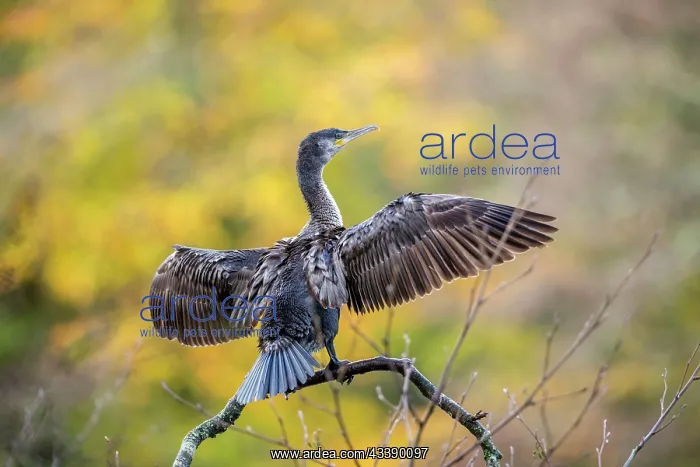 : Cormorant - Young - Wings Spread - UK : Cormorant - Young - Wings Spread - UK