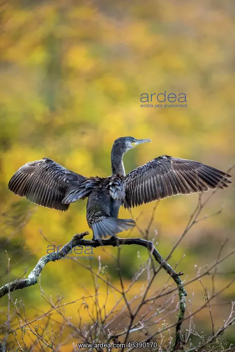 : Cormorant - Young - Wings Spread - UK : Cormorant - Young - Wings Spread - UK