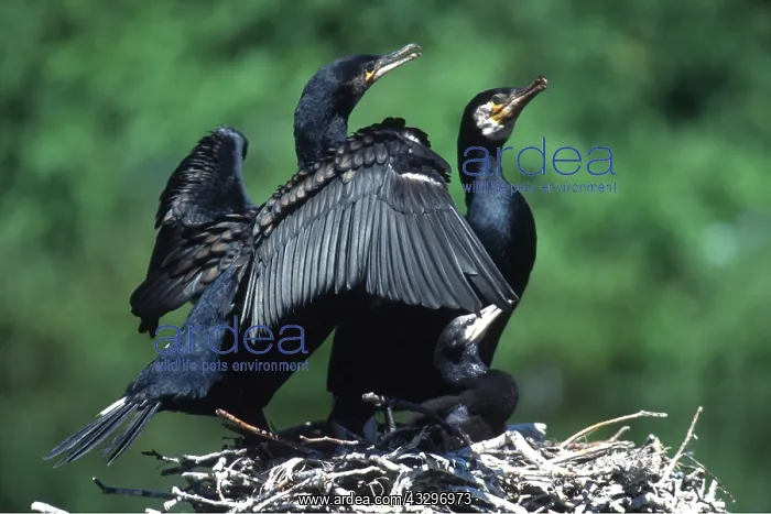 : CORMORANTS - two adults on nest, with young : CORMORANTS - two adults on nest, with young