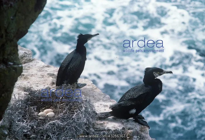 : CORMORANTS - two on cliff by nest with eggs : CORMORANTS - two on cliff by nest with eggs