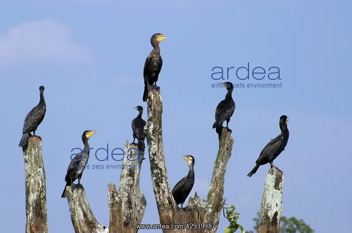 : Cormorants - on drowned tree in Indian lake : Cormorants - on drowned tree in Indian lake