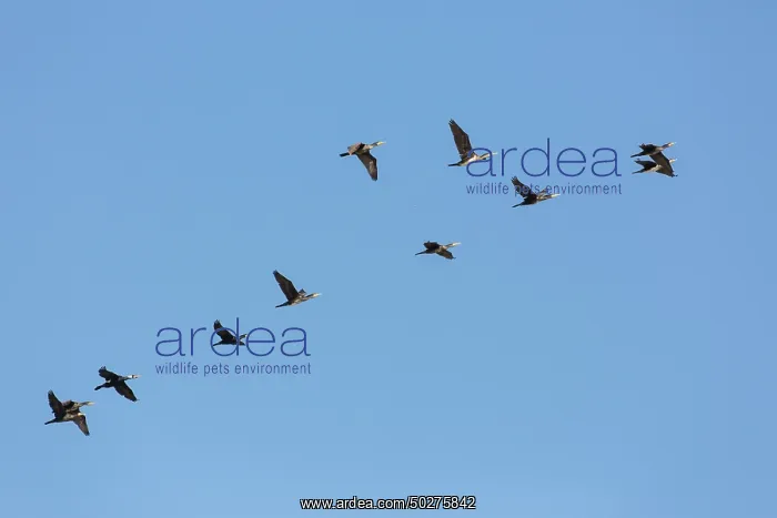 : Cormorants flight : Cormorants flight