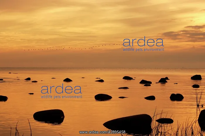 : Cormorants - in flight at sunset : Cormorants - in flight at sunset