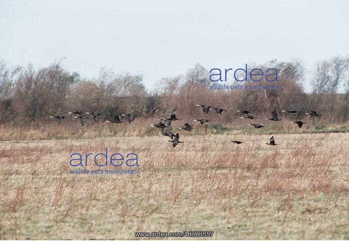 : CORMORANTS - flock flying over fields : CORMORANTS - flock flying over fields