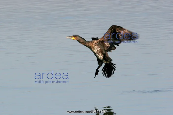 : Cormorants - landing : Cormorants - landing
