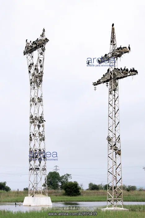 : Cormorants - nesting on telegraph poles : Cormorants - nesting on telegraph poles