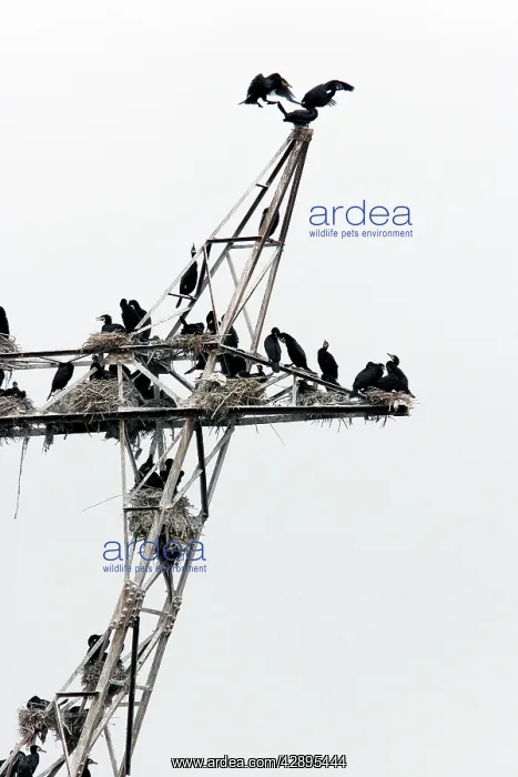 : Cormorants - nesting on telegraph poles / pylons : Cormorants - nesting on telegraph poles / pylons